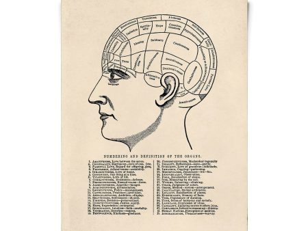 Vintage Anatomy Phrenology Chart Print Online Sale